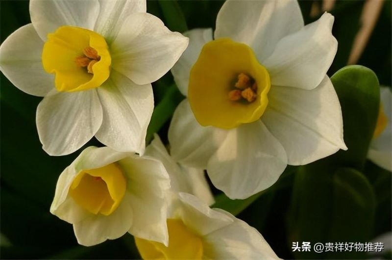 冬季开什么花「冬天开什么花 常见」